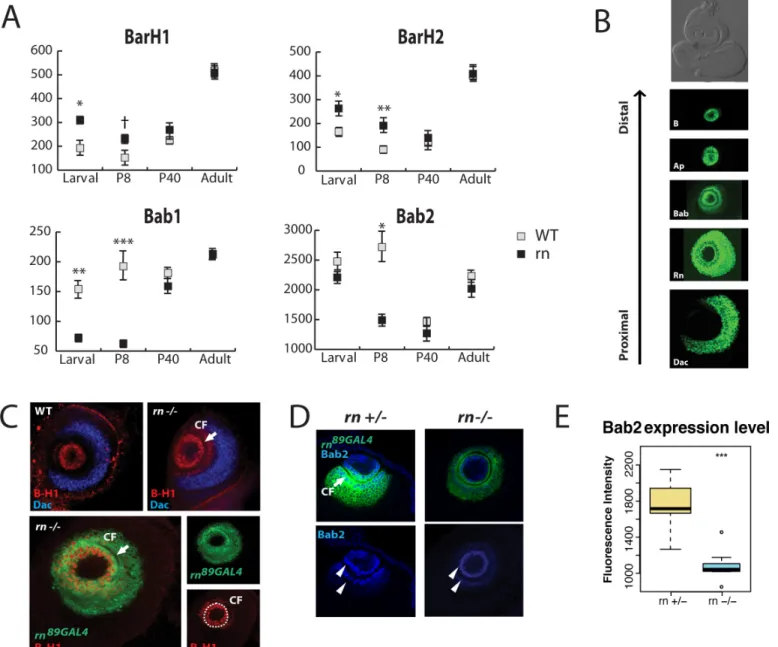 Fig 1. Rn controls the expression of BarH1/2 and bab1/2 in the antennal disc. (A) Expression levels of B-H1/2 and bab1/2 between the control and mutants in different stages