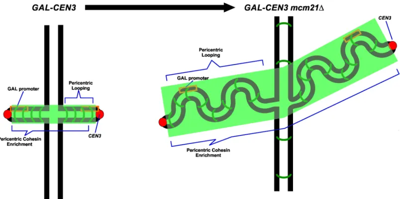 Fig 10. A model for cohesin contribution to pericentric conformation and proper segregation