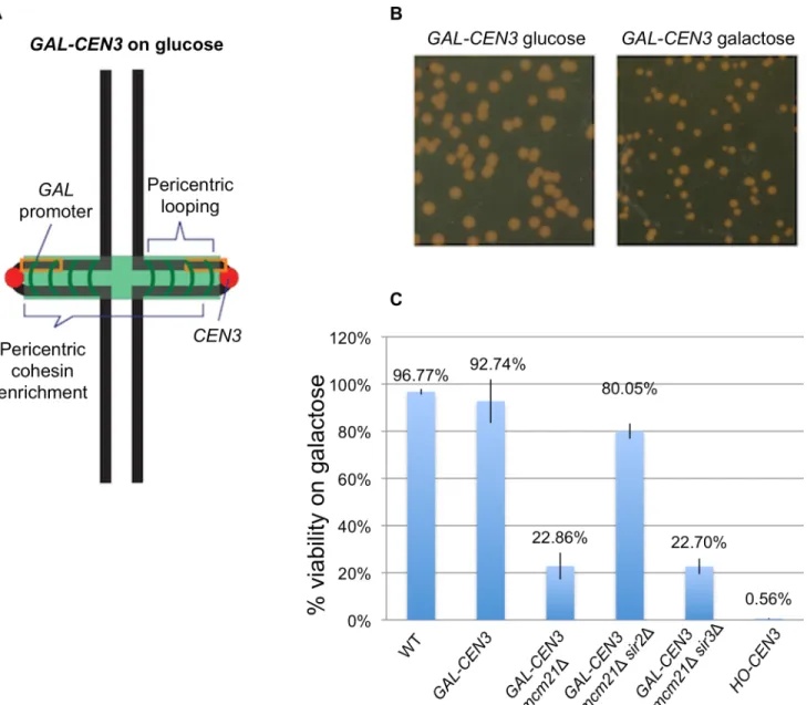 Fig 1. Viability of cells containing the GAL-CEN3 chromosome. A. Schematic of the GAL-CEN3 chromosome