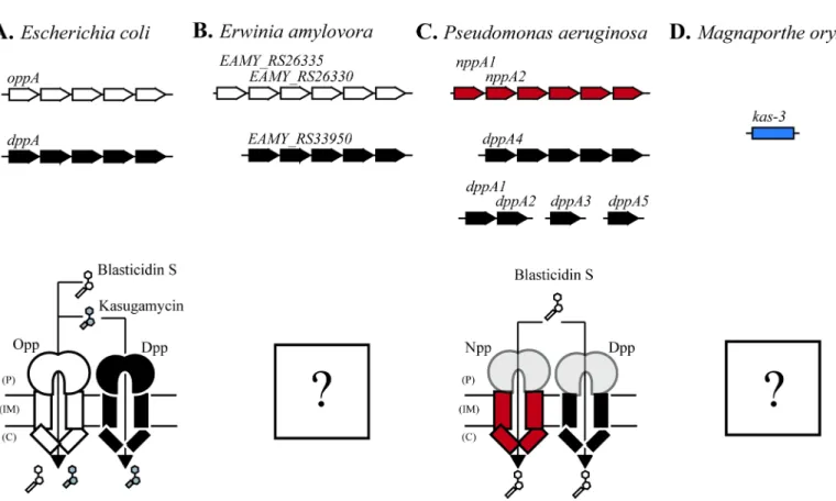 Fig 6. A common import pathway for kasugamycin and blasticidin S is likely to be conserved across multiple species