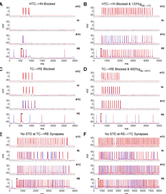 Fig 5. Spindle oscillations are mainly generated through the TC-RE interaction and the spindle duration is tightly regulated by RE inhibition