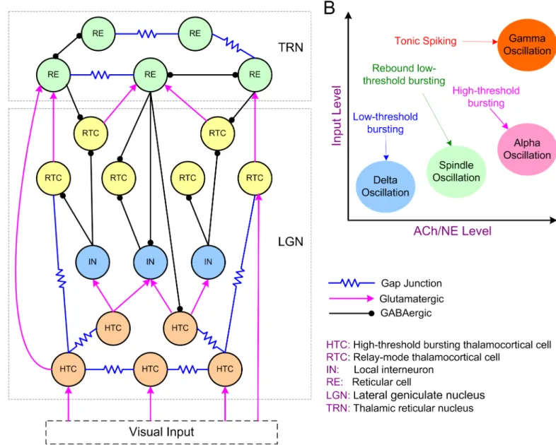 Fig 1. The thalamic network structure and model hypothesis. (A) Schematic diagram of the thalamic network model