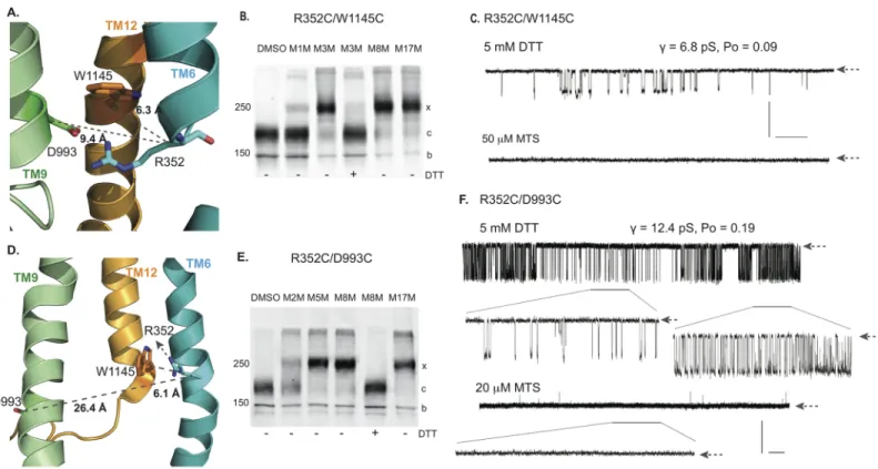 Fig 5. Cross-linking of membrane spanning helices 6, 9 and 12. A. Relative positions of R352 in TMH6, D993 in TMH9, W1145 in TMH12 in outward facing state