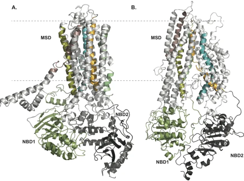 Fig 1. Refined pore structure of CFTR channel in open and closed conformations. (A) outward, and (B) inward facing structural models of CFTR as derived from our integrated experimental-computational method (see experimental procedures section)