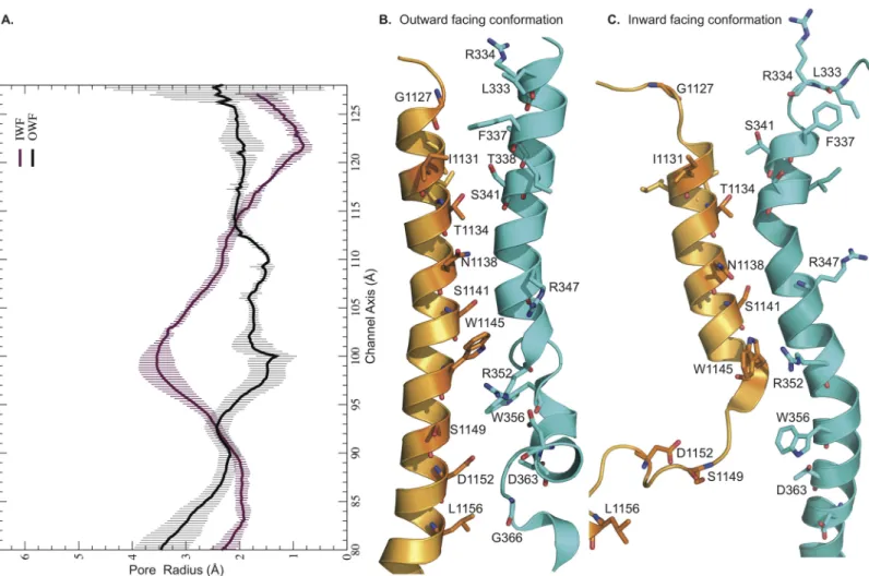 Fig 2. Pore profiles of CFTR channel in outward and inward-facing conformations. Relative positions of TMHs 6 and 12 from 200 th ns structures: A.