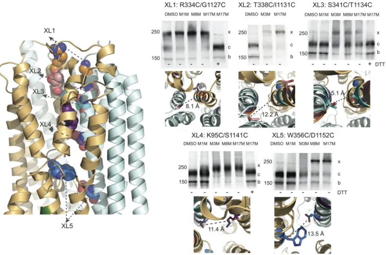 Fig 3. Cross-linking of cysteine pairs introduced in the putative CFTR Pore in outward facing state