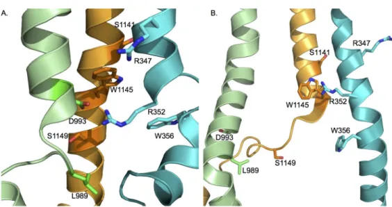Fig 4. Relative positions and orientations of selected pore lining residues on membrane helices 6, 9 and 12 used to test functional effects of their cross-linking