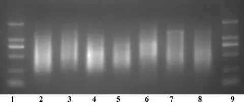 FIG. 1. Schematic diagram of the microarray, showing the positions of immobilized probes spotted within a single well