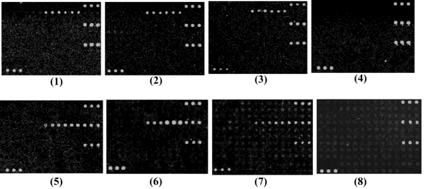 FIG. 4. Microarray differentiation of some clinical isolates of E. coli(G1336); 4,. Panels: 1, E