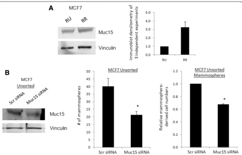Figure 4 Mammosphere formation is dependent on novel sex-determining region Y (SRY)-box binding protein-2 (Sox2) target Muc15.(A) Western blot analysis of Muc15 in MCF7 reporter unrepsonisve (RU) and reporter responsive (RR) cells