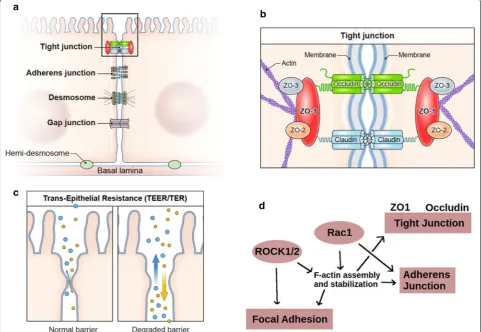 Fig. 1 Rac–Rock–Rho pathway regulation of Cell–Cell junctions and actin cytoskeleton dynamics affect intestinal epithelial permeability