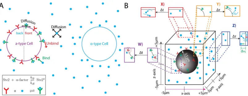 Fig 1. Computational platform for studying yeast gradient sensing. (A) MATα cells emit the mating pheromone ’α-factor’ (blue circle)