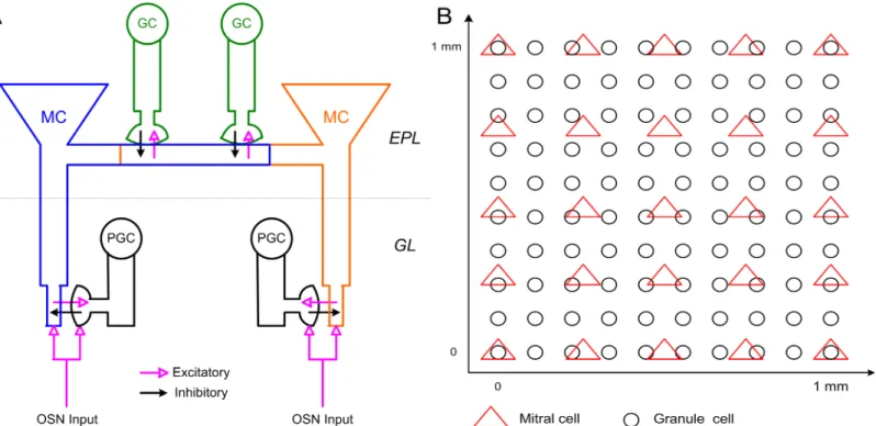 Fig 1. Schematic representation of OB network connectivity and model structure. A: Schematic representation of dendrodendritic synaptic connectivity among MCs, PGCs, and GCs