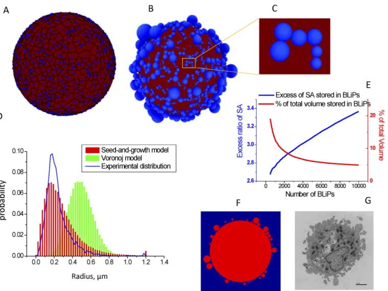 Fig 4. BLiPs morphology generated by seed-and-growth models. A. A realization of the Voronoi diagram