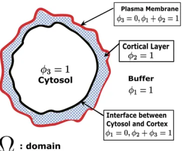 Fig 5. Schematic for the phase field formulation of a cell in an aqueous medium. ϕ 1 , ϕ 2 , ϕ 3 , represent volume fractions of the external aqueous medium, the nematic cortex as schematically depicted by the  cross-hatched region and the cytosol, respect