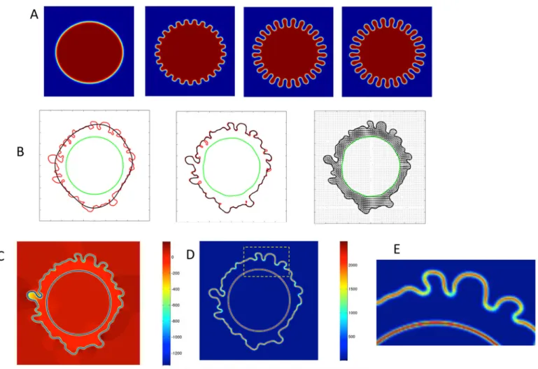 Fig 6. Application of the phase field model to 2D target images. A. Proof of principle of the 2D phase field simulation