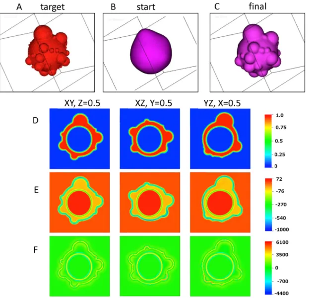 Fig 8B –8D . These figures convey the degree and direction of order within the F-actin filaments of the cortex, and their strong correlation with the cell surface morphology