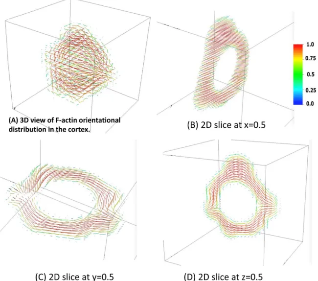 Fig 8. The orientational distribution of F-actin filaments in the nematic cortex for the steady state cell morphology associated with the 3D target morphology of Fig 7