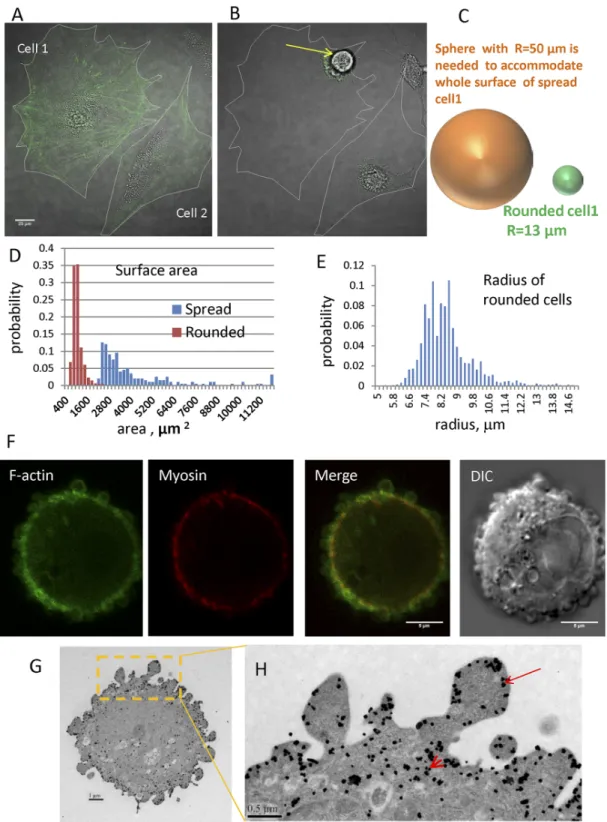 Fig 1. Transition from spread to rounded states and localization of F-actin and myosin in the cortex of a typical rounded cell and cortical structure.