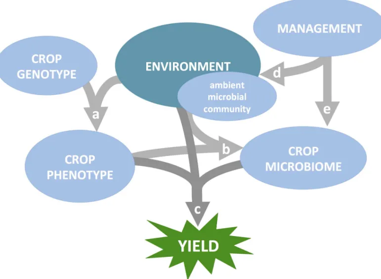 Fig 1. Genotype, environment, management method, and microbiome interact to influence yield