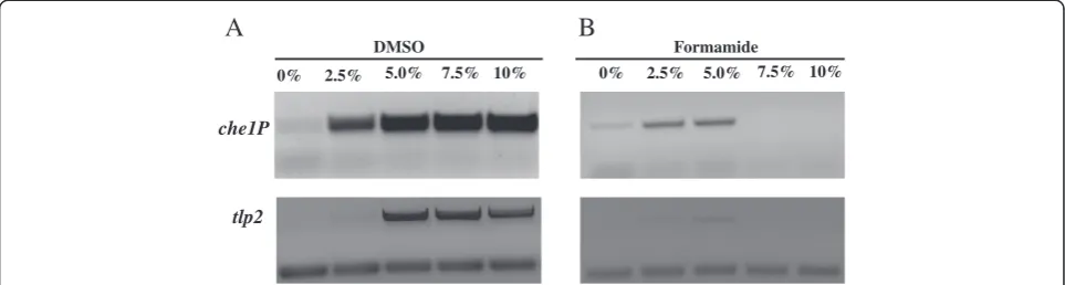 Figure 1 Effects of DMSO and formamide on the PCR amplification of GC-rich templates.formamide addition at different concentrations on the PCR amplification of 2amplification of che1P (top) and tlp2 (bottom) as observed by gel electrophoresis of total PCR 