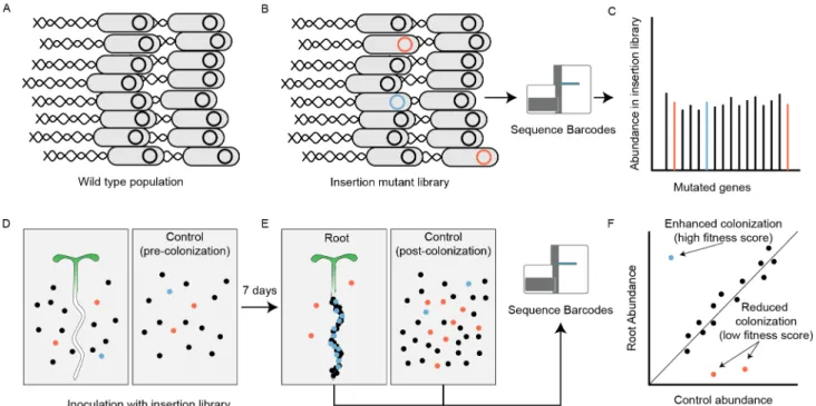 Fig 1. Overview of root colonization randomly barcoded transposon mutagenesis sequencing (RB-TnSeq) screen