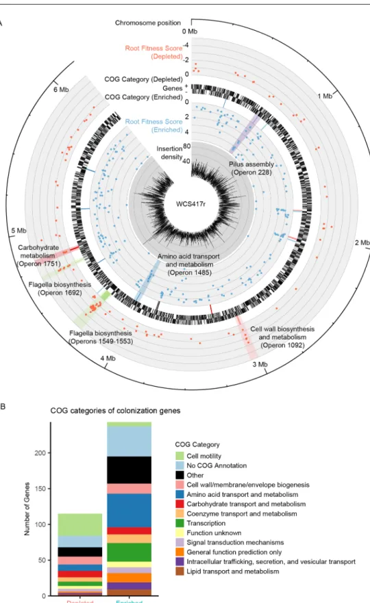 Fig 2. Genome-wide map of root colonization. (A) Inner to outer tracks: transposon insertion density (per 1 kb); fitness score for genes with enhanced colonization ability when mutated; dominant cluster of orthologous group (COG) category for operons with 