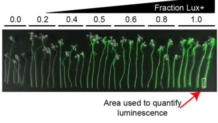 Fig 3. Selected candidates are validated using secondary luciferase-based screen. Twenty-two mutant strains were retrieved from an arrayed clone library for further validation