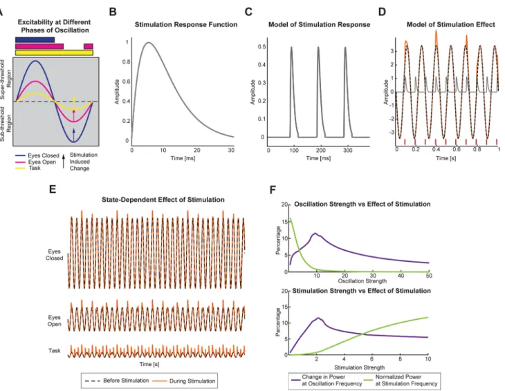 Fig 1. Simple Static Model Explains State-Dependence. (A) The endogenous oscillation is denoted as a pure sine wave, and the amplitude of the sine wave represents the strength of oscillation in the three states studied here