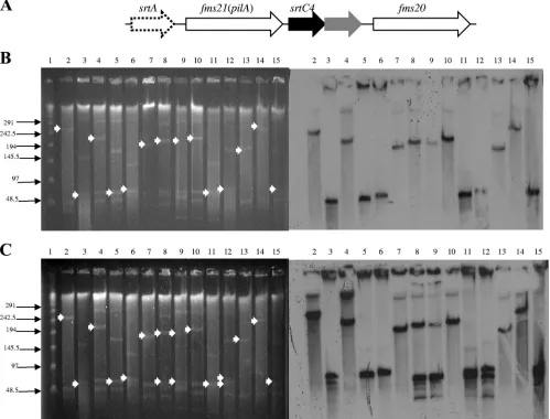 FIG. 3. Plasmids containing the fms20region of South America. (A) Genetic organization ofclass C sortase-encoding gene (P1986 (Peru´); lanes 13, C1688 (Colombia); lanes 15, V2216 (Venezuela)