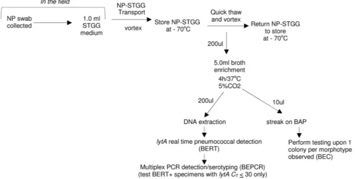 FIG. 1. Flowchart suggested for use for determination of serotype diversity and characterization of pneumococcal isolates from nasopharyngealcarriage specimens.