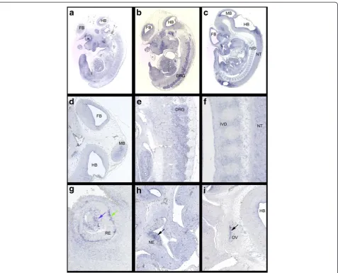 Figure 4 Ninl expression at E11.5 visualized by RNA-ISH on parasagittal sections of Hsd:ICR(CD1)W wild type embryos