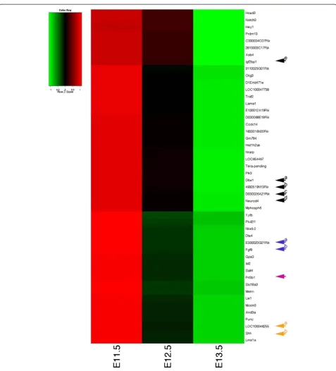 Figure 2 Selected heat map profiles at E11.5, E12.5 and E13.5 of targets with known and unknown roles during mid-gestationdevelopment based on differential gene expression analysis of entire wild type embryos averaged across four strains (C57BL/6J,129 S2/S