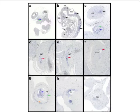 Figure 3 Prl3b1 expression at E11.5 visualized by RNA-ISH on sagittal sections of Hsd:ICR(CD1)W wild type embryos