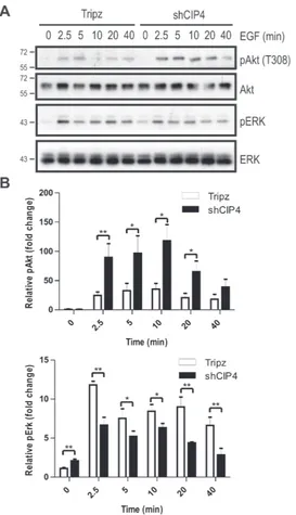 Figure 2: CIP4 silencing alters EGFR signaling to Akt and ERK kinases. (A)with Dox (2 μg/ml for 48 hours) prior to serum starvation and treatment with EGF (50 ng/ml) for the indicated times (min.)