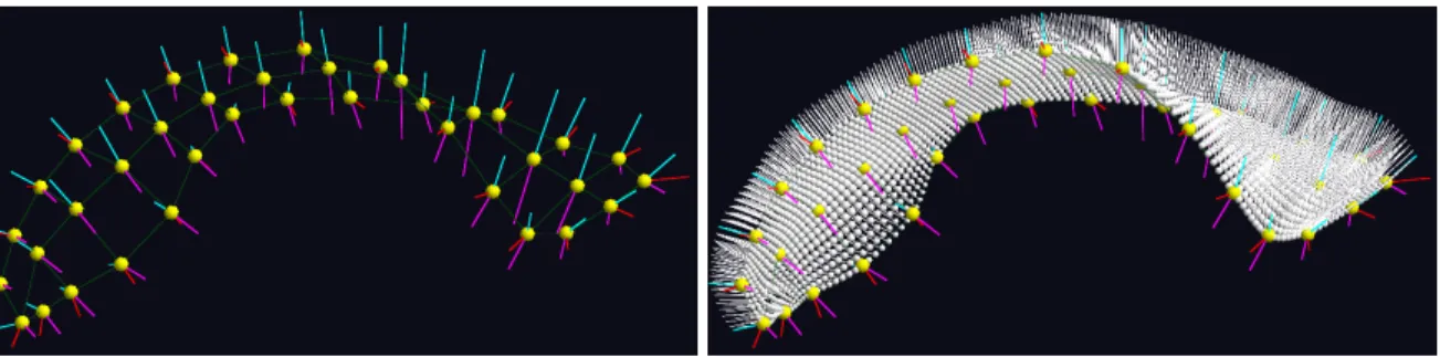 Figure 3.7: A lateral ventricle s-rep and a dense interpolation of its top side spokes.