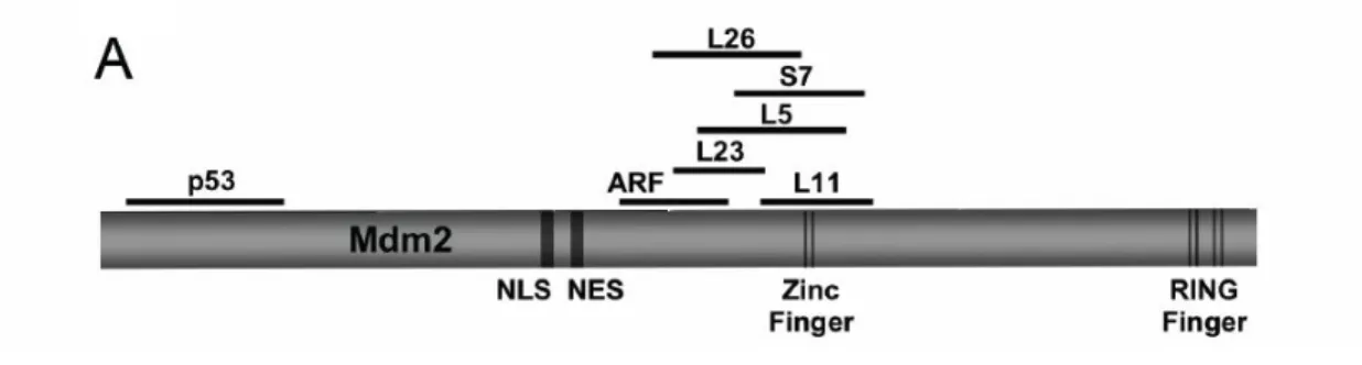 Figure  5.  A  diagram  showing  that  a  point  mutation  of  Mdm2  disrupts  its  binding  to  ribosomal proteins L11 and L5 (40) 