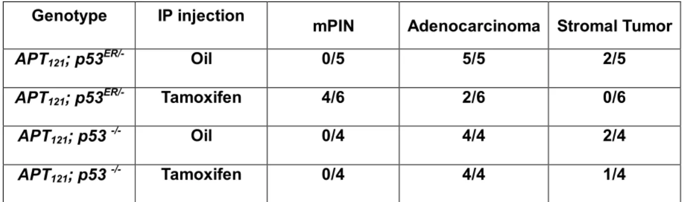 Table  2.  Restoration  of  p53  function  in  APT  121   ;  p53 TAM/-   mice  delays  the  onset  of  prostate tumors