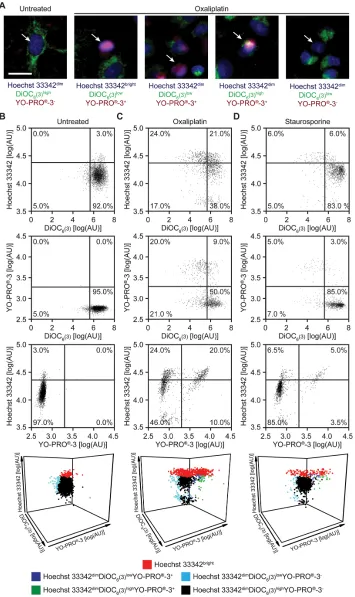Figure 1: Epifluorescence microscopy-based assessment of cellular viability in response to standard inducers of apoptosis