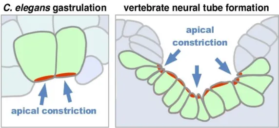 Figure 1. Apical constriction is a conserved process in C. elegans gastrulation  as well as vertebrate neural tube formation