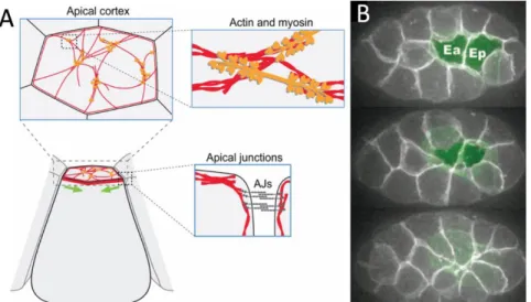 Figure 2. C. elegans embryos achieve gastrulation via apical constriction. 