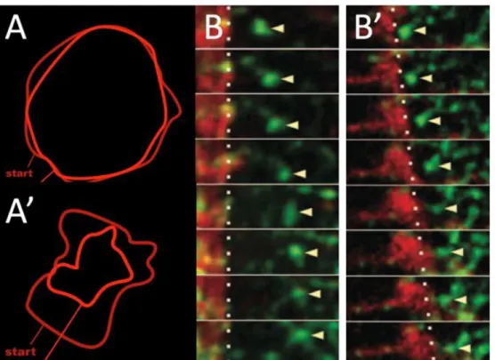 Figure 3. Pseudo-kymograph of apical myosin (green) and membrane (red)  dynamics during apical constriction