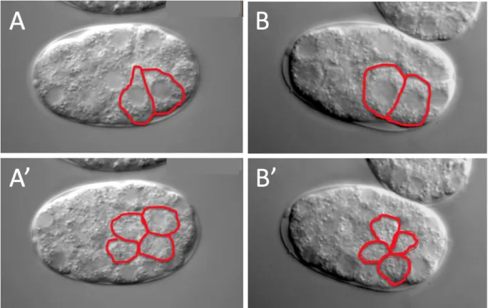 Figure 7. E cells divide at ventral surface in Gad embryos. Lateral mounted  embryos at the gastrulation stage