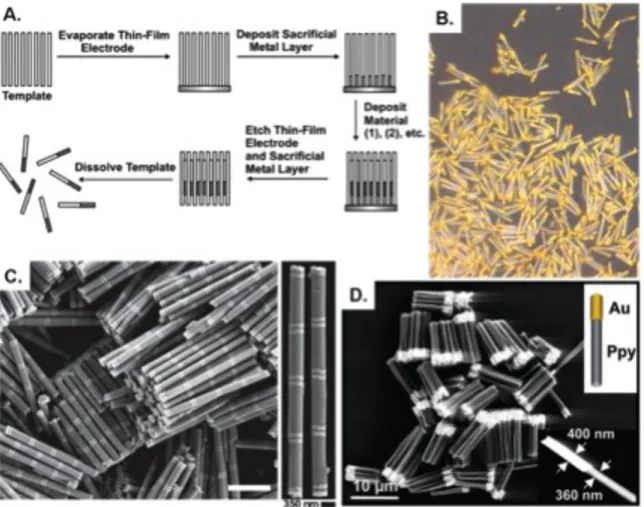 Figure 1.1.  (A) General scheme for nanorod synthesis via the deposition of materials into a  nanoporous  template, 19   (B)  Bright-field  optical  micrographs  of  Au/Pt/Au  rods, 22   (C)    SEM  images of Au-Ni multisegmented nanorods, 23  and (D) SEM 