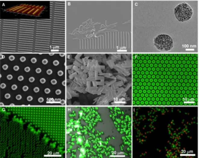 Figure  1.6.  Illustrative  examples  of  size,  shape,  composition,  cargo  and  surface  chemistry  control  with  the  PRINT  process  (A-B)  80  nm  x  2000  nm  worm-like  cross-linked  poly(ethylene glycol) (PEG) nanoparticles on a harvesting layer,