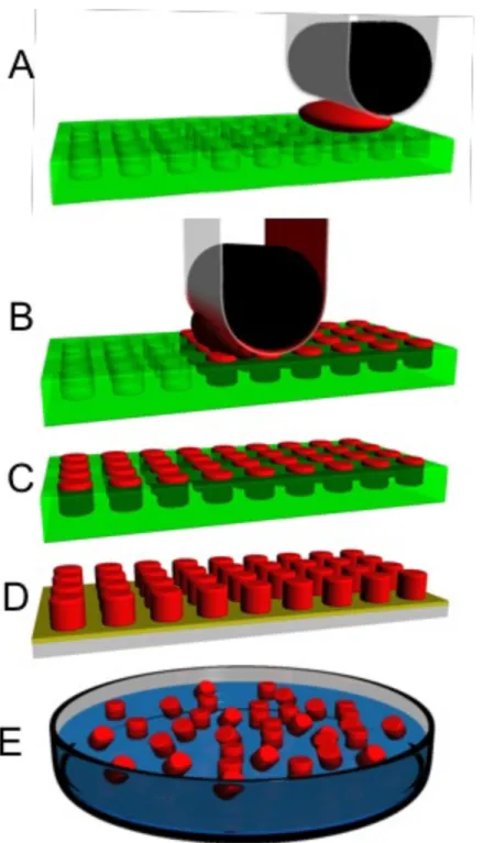 Figure 2.1 Schematic representation of the PRINT process.  First an empty mold (green), a  high surface energy polymer sheet (clear), and a roller (black) is brought into contact with the  particle  precursor  solution  and  the  mold  (A);  second,  a  ro