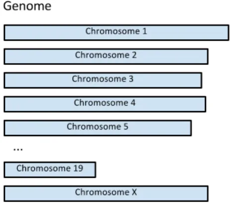 Figure 1.4: The genome is broken into blocks called chromosomes, each of which has two copies.