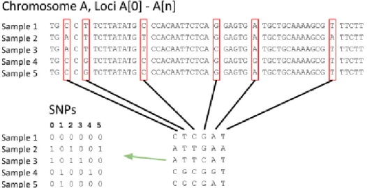 Figure 1.5: Reduction of genome sequences to binary single-nucleotide polymorphisms (SNPs)