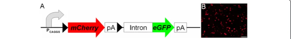 Figure 1 The construct and its verification. A) The construct consists of a loxP flanked mCherry cassette, which is driven by the chicken β-actinpromotor with CMV enhancer, followed by an intron-eGFP cassette, which will only be expressed after Cre-mediate