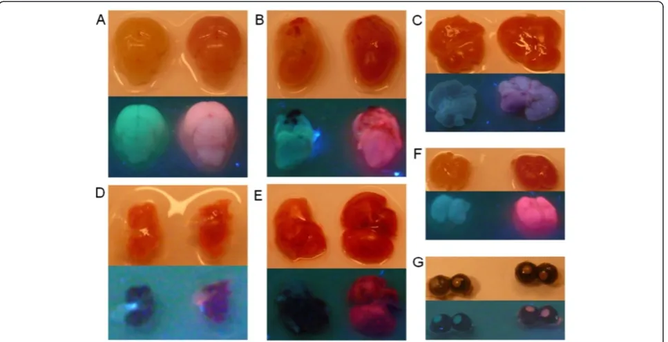 Figure 2 The pink mouse. Ainstruments. D, E) An adult wild-type mouse with an opened body () A transgenic mCherry and its wild-type littermate are shown at postnatal day (P)0